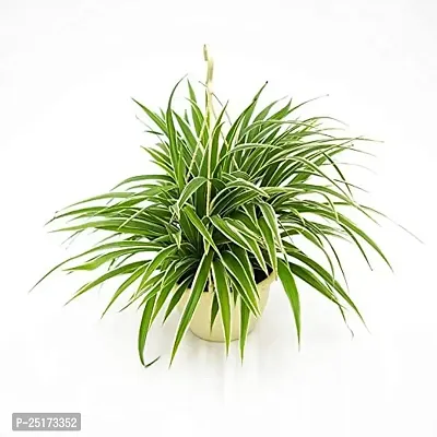 ENRICH PLANTS : CLOROPHYTUM Spider,Live Plant, Air Purifying, Home Decor Plant,-thumb4