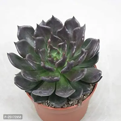 Enrich Plants Live Plants for Indoor Home D?cor | SUCCULENT |Indoor Plant|SHLOKU_3596(1)