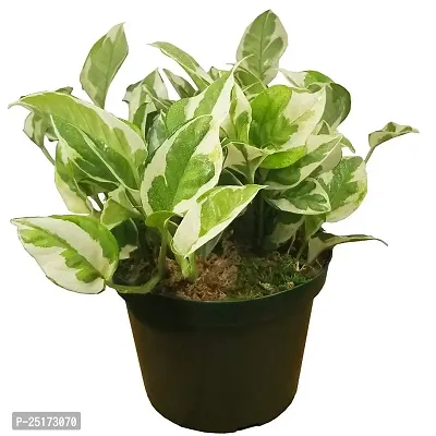 ENRICH PLANTS : Moneyplant Scindapsus,Live Plant, Air Purifying, Good Luck.