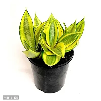 ENRICH PLANTS : Sansevieria Hahnii Golden, Snake Plant,Live Plant, Ceramic Pot, Air Purifying,Home Dcor Plant,