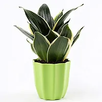 ENRICH PLANTS : Sansevieria Jade Marginata, Snake Plant,Live Plant, Air Purifying,Home Dcor Plant,-thumb1