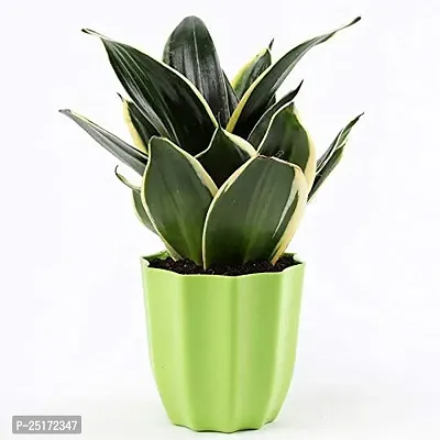 ENRICH PLANTS : Sansevieria Jade Marginata, Snake Plant,Live Plant, Air Purifying,Home Dcor Plant,-thumb2