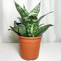 ENRICH PLANTS :: Sansevieria - Snake plant :: Natural Live Plant :: Plastic Pot :: Air Purifying :: Home Decor ::-thumb1