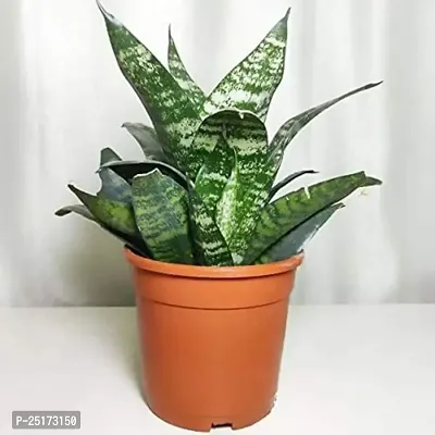 ENRICH PLANTS :: Sansevieria - Snake plant :: Natural Live Plant :: Plastic Pot :: Air Purifying :: Home Decor ::-thumb2