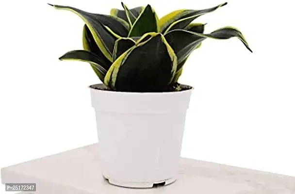 ENRICH PLANTS : Sansevieria Jade Marginata, Snake Plant,Live Plant, Air Purifying,Home Dcor Plant,-thumb0