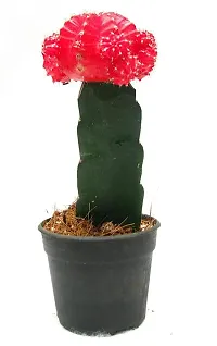 ENRICH PLANTS :: Moon Cactus Red :: Natural Live Plant :: Plastic Pot :: Air Purifying :: Home Decor Plant ::-thumb1