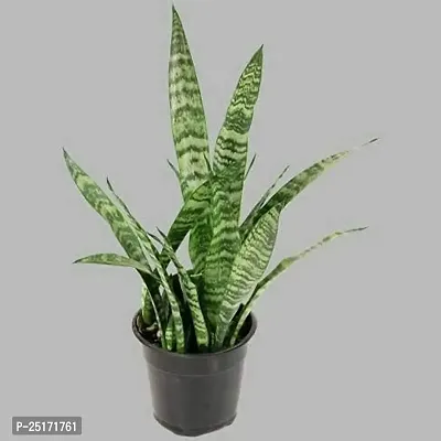 ENRICH PLANTS : Sensevieria Green, Snake Plant,Live Plant, Air Purifying,Home Dcor Plant,