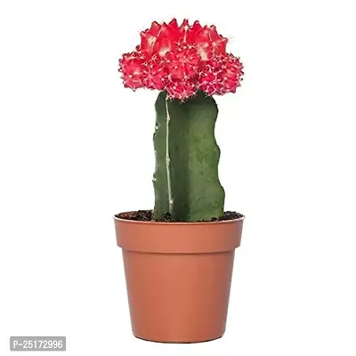 ENRICH PLANTS : Moon Cactus (RED),Live Plant, Air Purifying, Succulent,