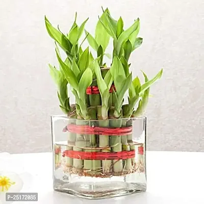 ENRICH PLANTS : LUCKY BAMBOO, 2 Layer, Good Fortune Live Plant, Glass Pot, Home Decor Plant,