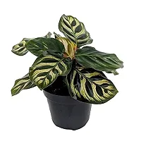 ENRICH PLANTS : CALETHIA,Live Plant, Air Purifying,Home Dcor Plant,-thumb1