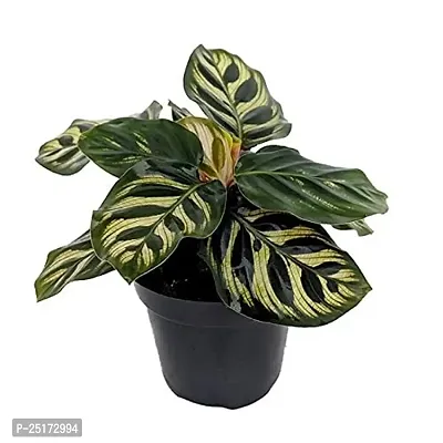 ENRICH PLANTS : CALETHIA,Live Plant, Air Purifying,Home Dcor Plant,-thumb2