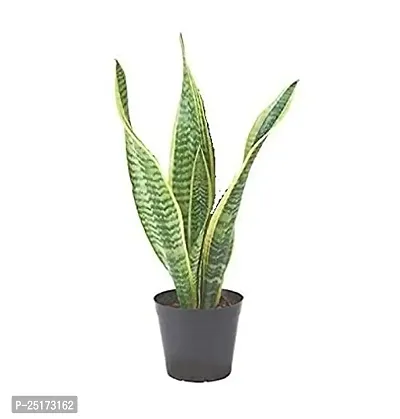 ENRICH PLANTS : Sensevieria Golden Flame, Snake Plant,Live Plant, Air Purifying,Home Dcor Plant,-thumb0