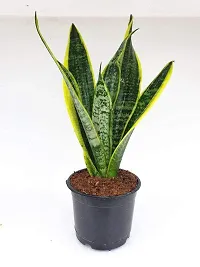 ENRICH PLANTS :: Sansevieria - Snake plant :: Natural Live Plant :: Plastic Pot :: Air Purifying :: Home Decor ::-thumb2