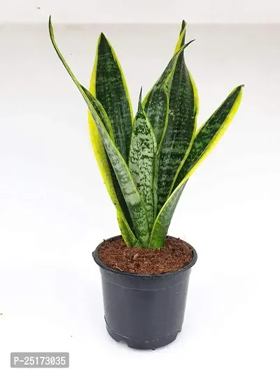 ENRICH PLANTS :: Sansevieria - Snake plant :: Natural Live Plant :: Plastic Pot :: Air Purifying :: Home Decor ::-thumb3