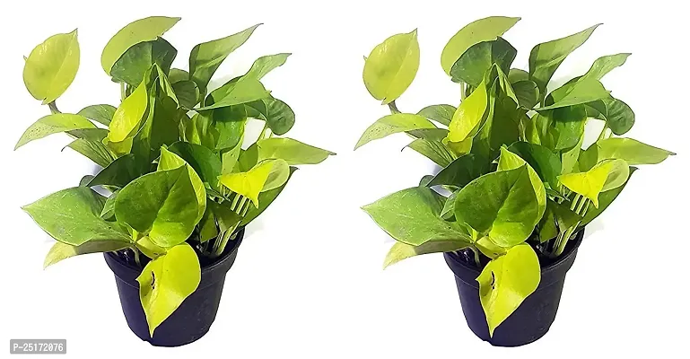 ENRICH PLANTS : Green Moneyplant, Combo, Live Plant, Air Purifying, Good Luck.-thumb0