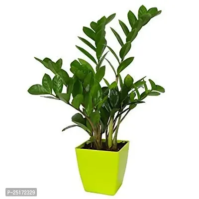 ENRICH PLANTS : ZAMIA (ZZ Plant),Live Plant, Air Purifying,Home Decor Plant,