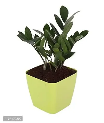 ENRICH PLANTS : ZAMIA (ZZ Plant),Live Plant, Air Purifying,Home Decor Plant,-thumb0