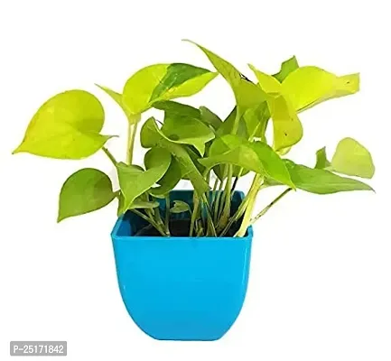 ENRICH PLANTS : Golden Moneyplant,Live Plant, Air Purifying, Good Luck.-thumb5