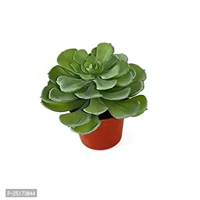 Enrich Plants Live Plants for Indoor Home D?cor | SUCCULENT |Indoor Plant|SHLOKU_3814(1)