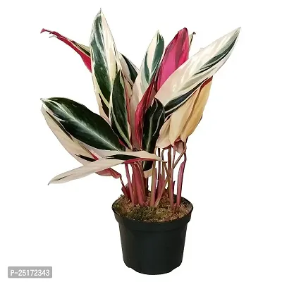 ENRICH PLANTS : Stromanthe Triostar,Live Plant, Air Purifying, Home Dcor Plant,