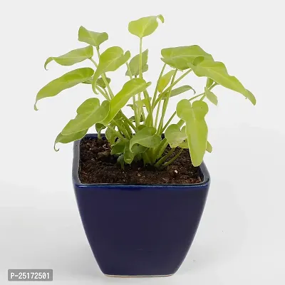 ENRICH PLANTS : SYNGONIUM, Home Dcor Live Plant, Air Purifying,