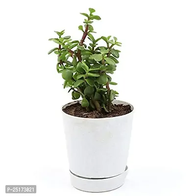 ENRICH PLANTS : JADE, Good Luck, Home Decor Live Plant, Air Purifying,-thumb2