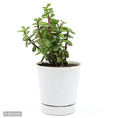 ENRICH PLANTS : JADE, Good Luck, Home Decor Live Plant, Air Purifying,