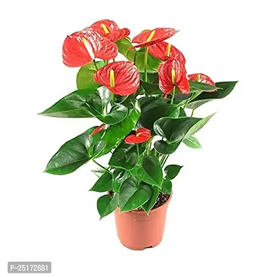 ENRICH PLANTS : ANTHURIUM RED, Exotic Live Plant, Home Decor Plant, Air Purifying,