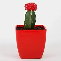 ENRICH PLANTS :: Moon Cactus Red :: Natural Live Plant :: Plastic Pot :: Air Purifying :: Home Decor Plant ::-thumb1