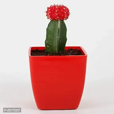 ENRICH PLANTS :: Moon Cactus Red :: Natural Live Plant :: Plastic Pot :: Air Purifying :: Home Decor Plant ::-thumb2