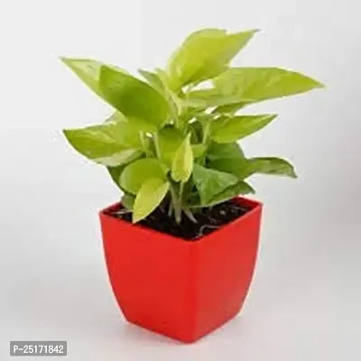 ENRICH PLANTS : Golden Moneyplant,Live Plant, Air Purifying, Good Luck.-thumb2