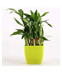 ENRICH PLANTS : LUCKY BAMBOO, 2 Layer, Good Fortune Live Plant, Home Decor Plant,-thumb1