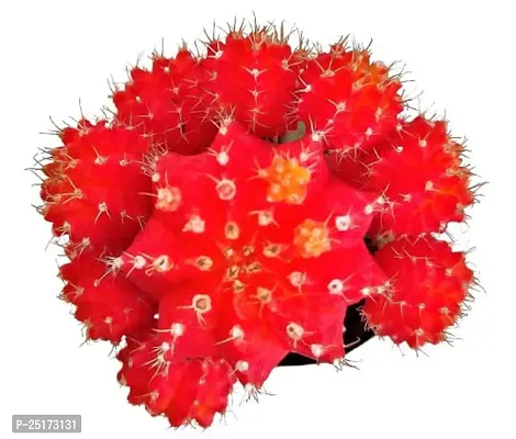 ENRICH PLANTS :: Moon Cactus Red :: Natural Live Plant :: Plastic Pot :: Air Purifying :: Home Decor ::