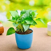 ENRICH PLANTS : Green Moneyplant,Live Plant, Air Purifying, Good Luck.-thumb3