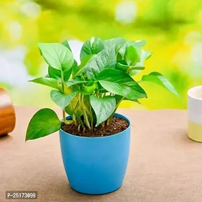 ENRICH PLANTS : Green Moneyplant,Live Plant, Air Purifying, Good Luck.-thumb4