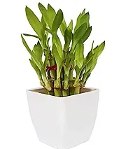 ENRICH PLANTS : LUCKY BAMBOO, 2 Layer, Good Fortune Live Plant, Home Decor Plant,-thumb4