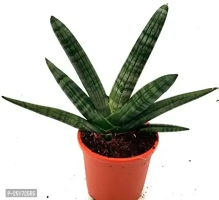 ENRICH PLANTS : Sansevieria Cylindrica Boncel, Snake Plant,Live Plant, Air Purifying,Home Dcor Plant,