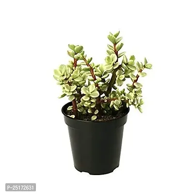 ENRICH PLANTS : JADE, Good Luck, Home Decor Live Plant, Air Purifying,