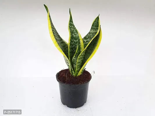 ENRICH PLANTS : Sensevieria Futura Superba, Snake Plant,Live Plant, Air Purifying,Home Dcor Plant,