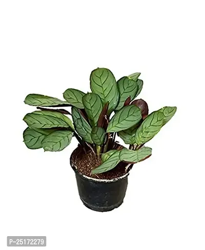 ENRICH PLANTS : CALETHIA,Live Plant, Air Purifying,Home Dcor Plant,-thumb0