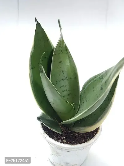 ENRICH PLANTS : Sensevieria Moonshine, Snake Plant,Live Plant, Air Purifying,Home Dcor Plant,