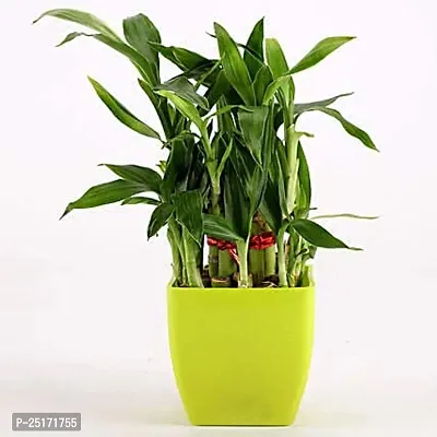 ENRICH PLANTS : LUCKY BAMBOO, 2 Layer, Good Fortune Live Plant, Home Decor Plant,-thumb5