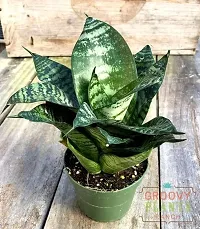 ENRICH PLANTS :: Sansevieria - Snake plant :: Natural Live Plant :: Plastic Pot :: Air Purifying :: Home Decor ::-thumb1