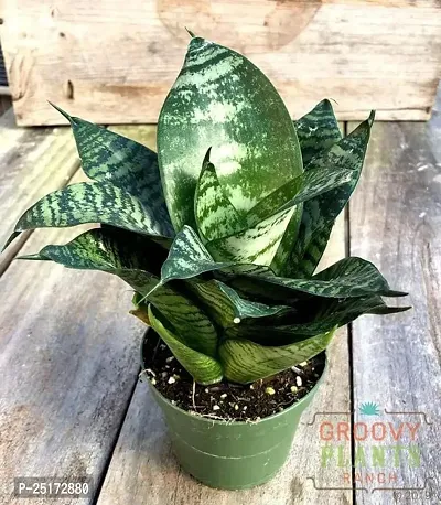 ENRICH PLANTS :: Sansevieria - Snake plant :: Natural Live Plant :: Plastic Pot :: Air Purifying :: Home Decor ::-thumb2