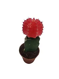 ENRICH PLANTS :: Moon Cactus (Red) :: Natural Live Plant :: Plastic Pot ::Air Purifying :: Succulent ::-thumb3