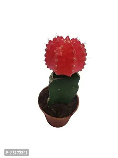 ENRICH PLANTS :: Moon Cactus (Red) :: Natural Live Plant :: Plastic Pot ::Air Purifying :: Succulent ::-thumb4