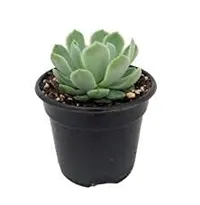 Enrich Plants Live Plants for Indoor Home Dcor | Succulent |Indoor Plant|SHLOKU_3710(1)-thumb1