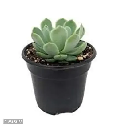 Enrich Plants Live Plants for Indoor Home Dcor | Succulent |Indoor Plant|SHLOKU_3710(1)-thumb2