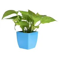 ENRICH PLANTS : Green Moneyplant,Live Plant, Air Purifying, Good Luck.-thumb4