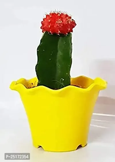 ENRICH PLANTS : Moon Cactus (RED),Live Plant, Air Purifying, Succulent,